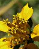 Sclerocarpus divaricatus