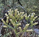 Baccharis thesioides