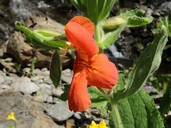 Erythranthe cardinalis