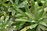 Saxifraga hostii ssp. hostii