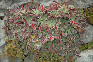 Saxifraga hostii ssp. hostii