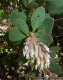 Arctostaphylos pringlei ssp. drupacea