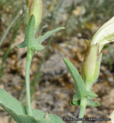Calystegia occidentalis ssp. fulcrata