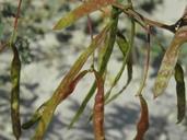 Prosopis articulata