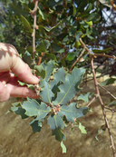 Quercus douglasii x