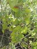 Hyptis laniflora
