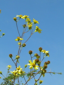 Delta-leaf Goldeneye