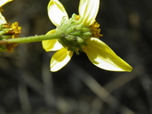 Bahiopsis deltoidea