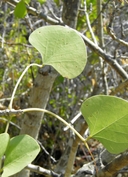 Erythrina flabelliformis