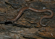 Batrachoseps major