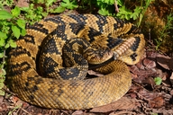 Totonacan Rattlesnake