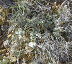 Astragalus newberryi var. castoreus