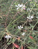 Oenothera hexandra