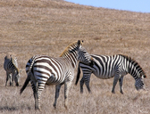 Equus quagga boehmi