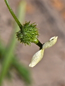 Marah fabacea