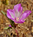 Clarkia gracilis ssp. gracilis