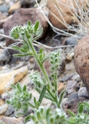 Cryptantha angustifolia