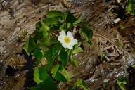 Caltha leptosepala var. biflora