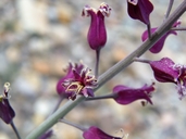 Streptanthus carinatatus