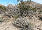 Echinocereus enneacanthus var. enneacanthus