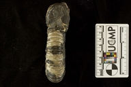 Ammonites remondii
