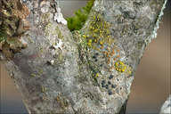 (species Of) Goldspeck Lichen