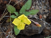 Oenothera primiveris ssp. primiveris