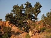 Ficus tettensis