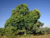 Pseudolachnostylis maprouneifolia