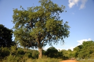 Kigelia africana