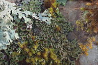 Frost Lichen