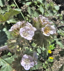 Phacelia cryptantha