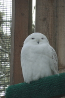 Bubo scandiacus