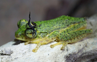 Rhacophorus edentulus