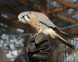 Falco sparverius