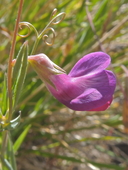 Lathyrus angulatus