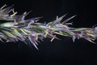 Calamagrostis canadensis var. langsdorfii