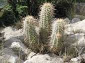 Roetter's Hybrid Hedgehog Cactus