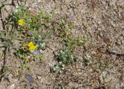 Loeflingia squarrosa var. artemisiarum