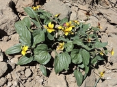 Viola purpurea ssp. integrifolia
