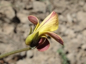 Viola purpurea ssp. integrifolia