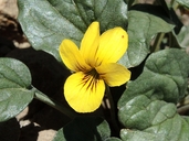 Viola purpurea ssp. integrifolia