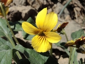 Viola purpurea ssp. integrifolia
