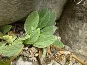 Calceolaria purpurea
