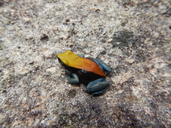 Mantella expectata