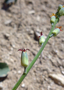 Streptanthus medeirosii