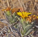 Heterotheca bolanderi