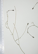 Wahlenbergia gracilis