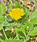 Sonchus asper ssp. asper