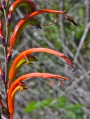 Chasmanthe bicolor